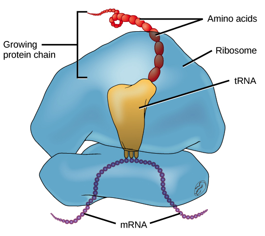 Diagram Of Ribosomes - ClipArt Best