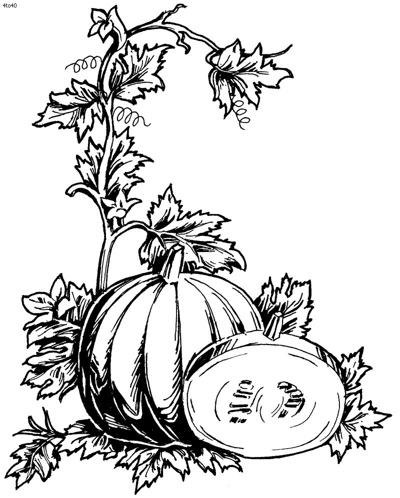 Pumpkin Plant Template Drawing Pumpkins Vine Vines Pages Coloring Templates...