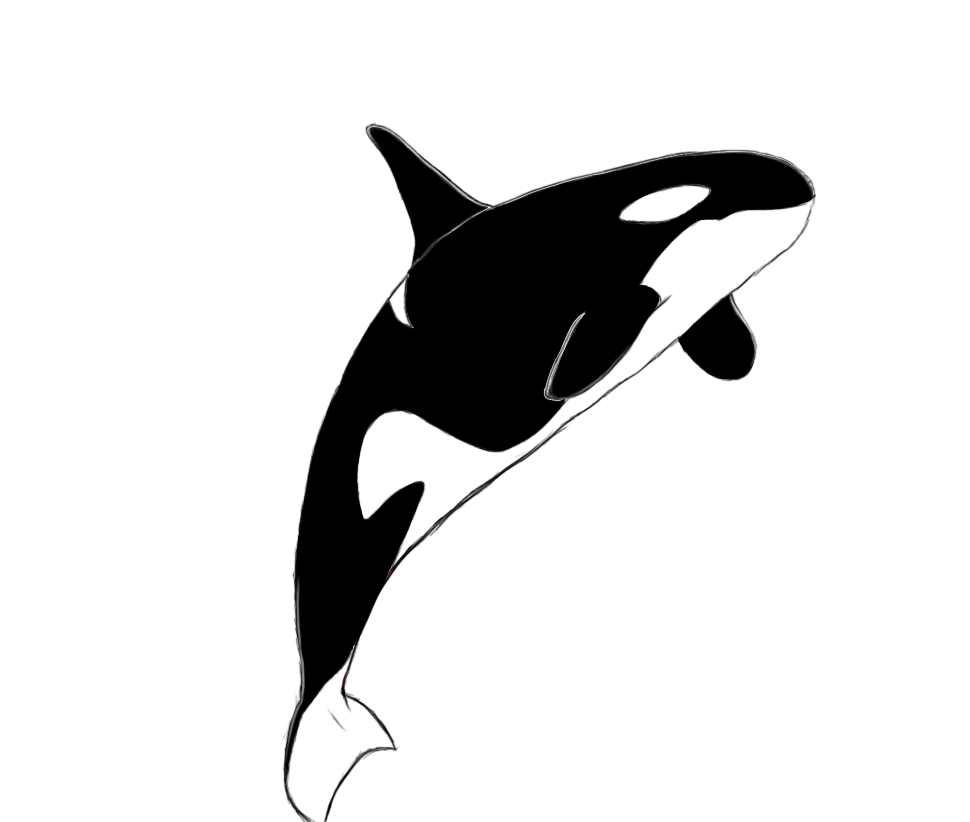 How To Draw A Killer Whale - Draw Central