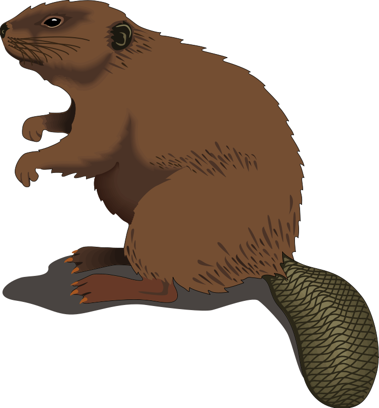 Beaver clip art