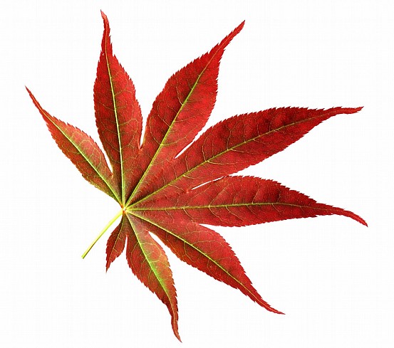 japanese maple leaf free stock photo clipart best japanese maple leaf free stock photo clipart best