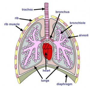 Exchange Surfaces - Breathing and The Lungs