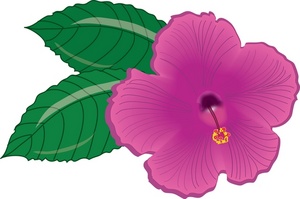 Hibiscus Flower Clipart Image - Pretty pink hibiscus flower, a ...