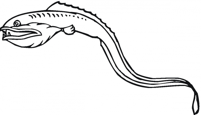 Eels coloring pages | Super Coloring