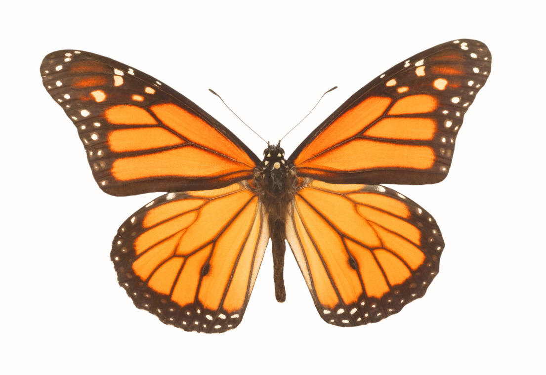 animated monarch butterfly clip art free - photo #8