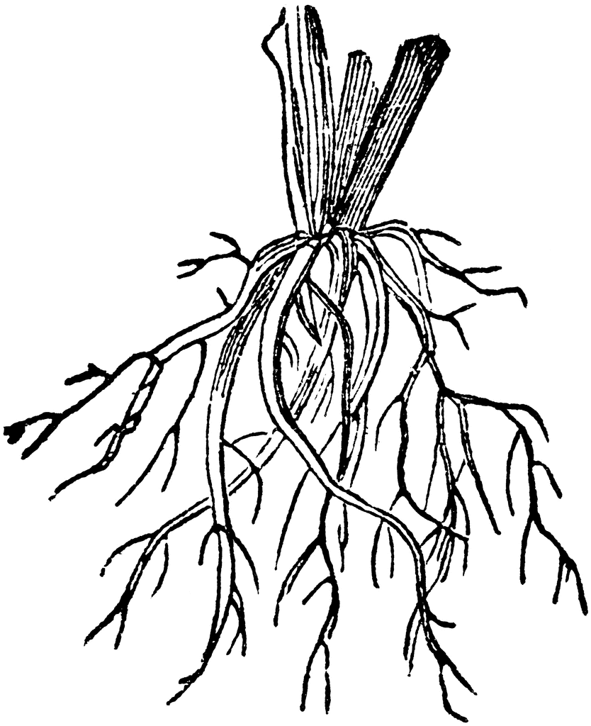 Fibrous Root | ClipArt ETC