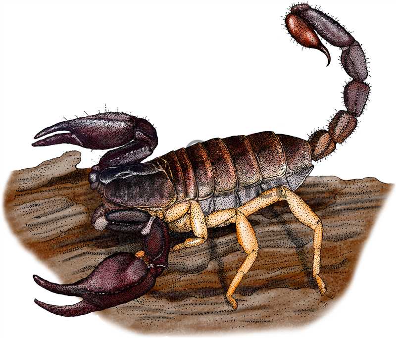 Pacific Forest Scorpion (Uroctonus mordax) Line Art and Full Color ...
