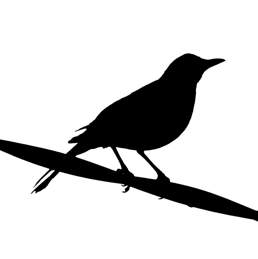 Blackbird Silhouette Photograph by John Tidball - Blackbird ...