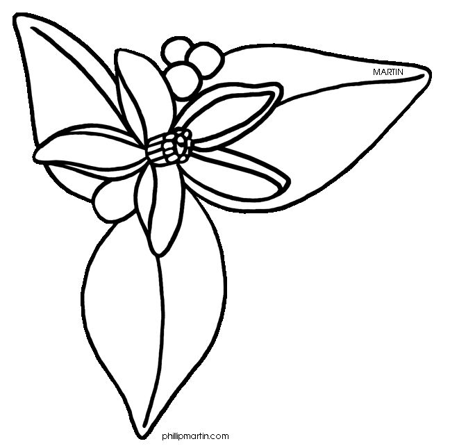 Flower Drawing Images | Drawing ...