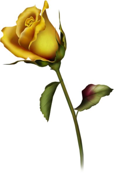 Single yellow roses clipart