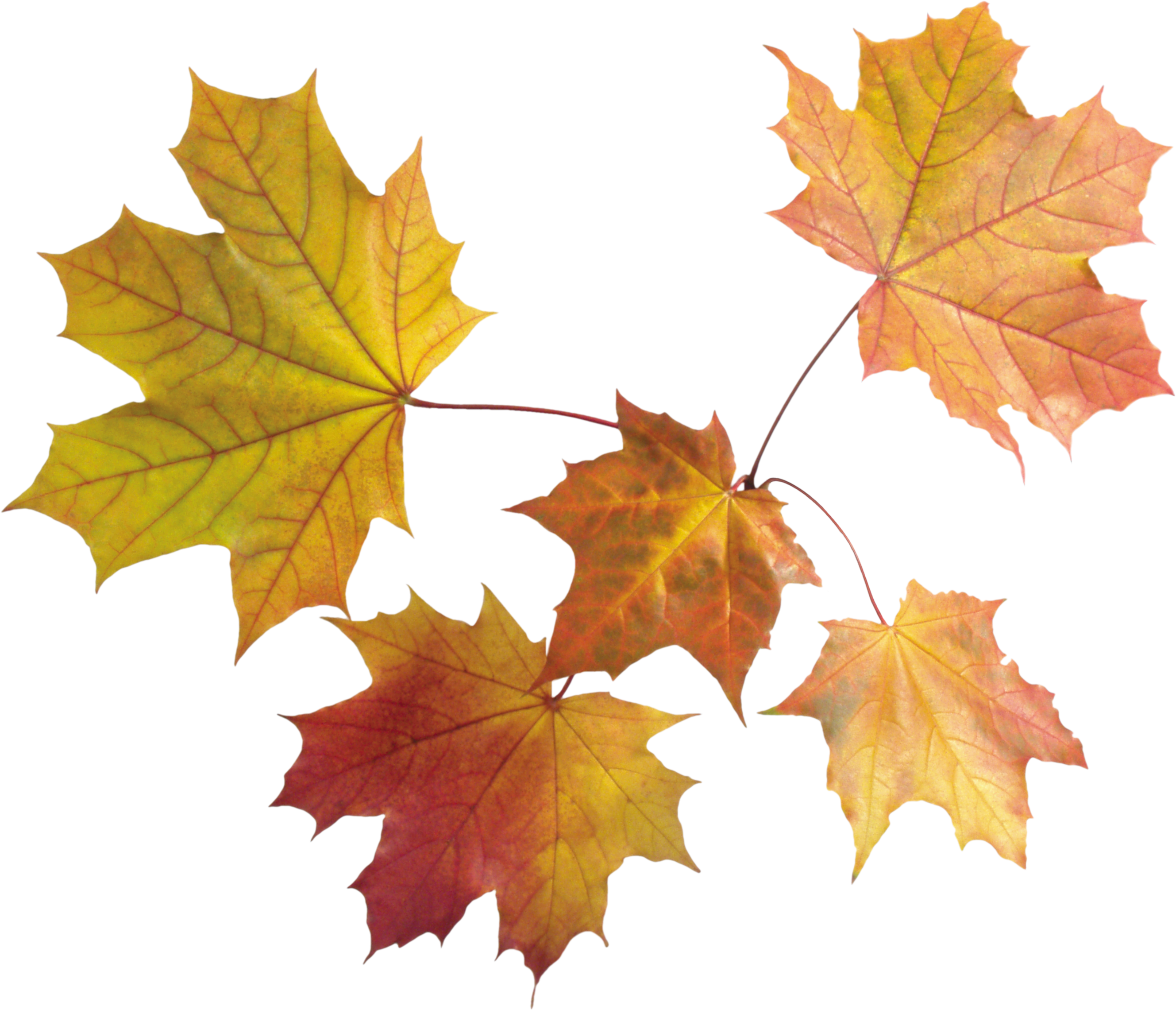 Autumn leaves PNG images, free PNG yellow leaves pictures