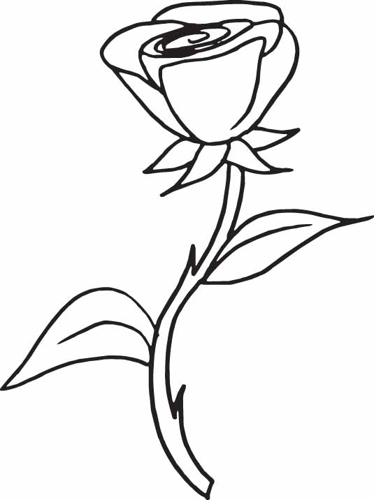519 views Coloring Pages Draw A Rose For Kids Coloring Pages with pages rose ...
