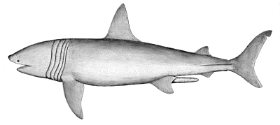 Basking Shark Clip Art Download