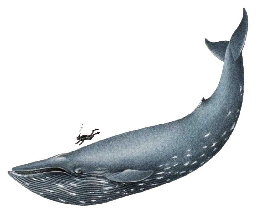 Humpback whale clipart