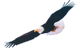 Soaring Eagle Background - ClipArt Best