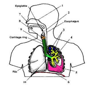Respiratory System Diagram For Kids To Label - ClipArt Best ...