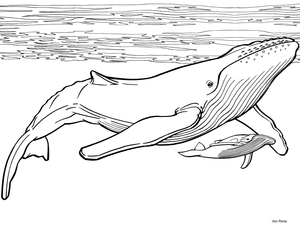 Cartoon Humpback Whale