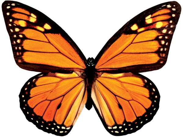 Monarch Butterfly in Flight Blank Card | Paper House