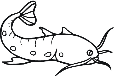 Catfish Drawing - ClipArt Best