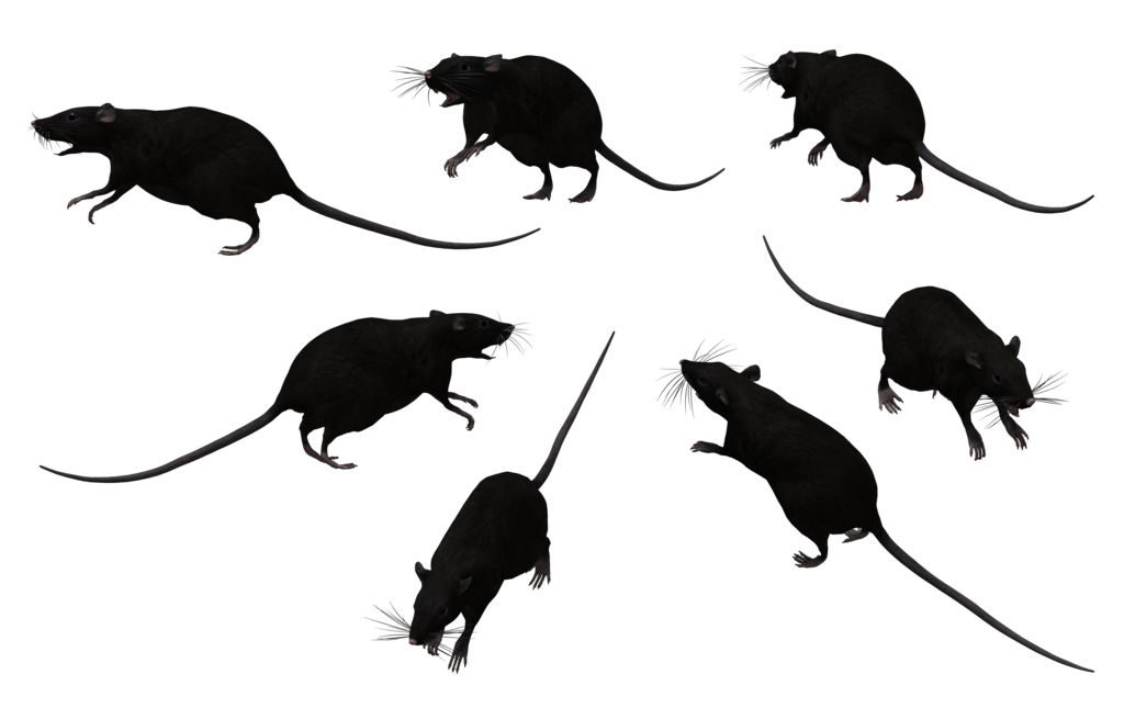 rat clipart black and white - photo #32