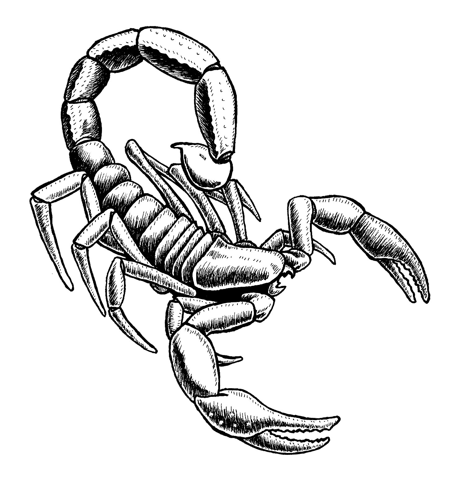 A drawing of a scorpion