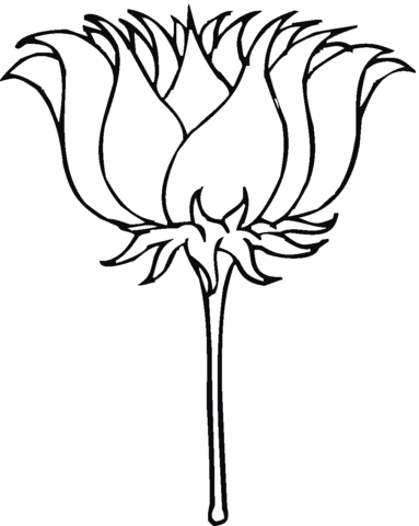 Lotus coloring pages | Free Coloring Pages