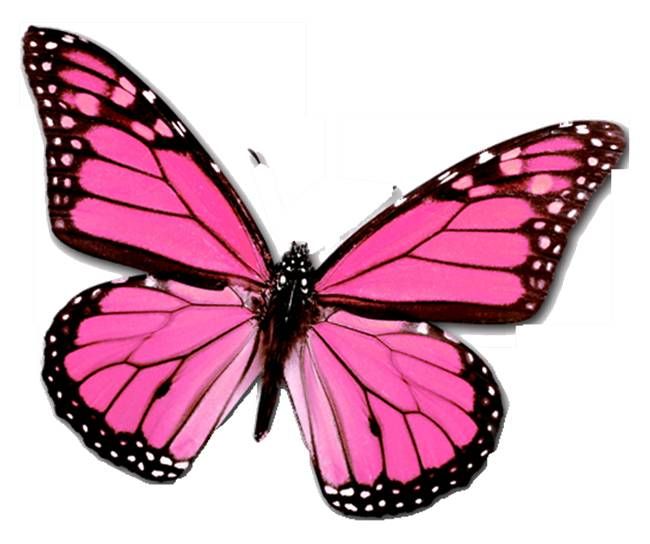 534 views Pink Butterfly | Butterflies ...