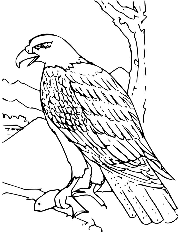 Bald Eagle Coloring Pages For Kids - AZ Coloring Pages