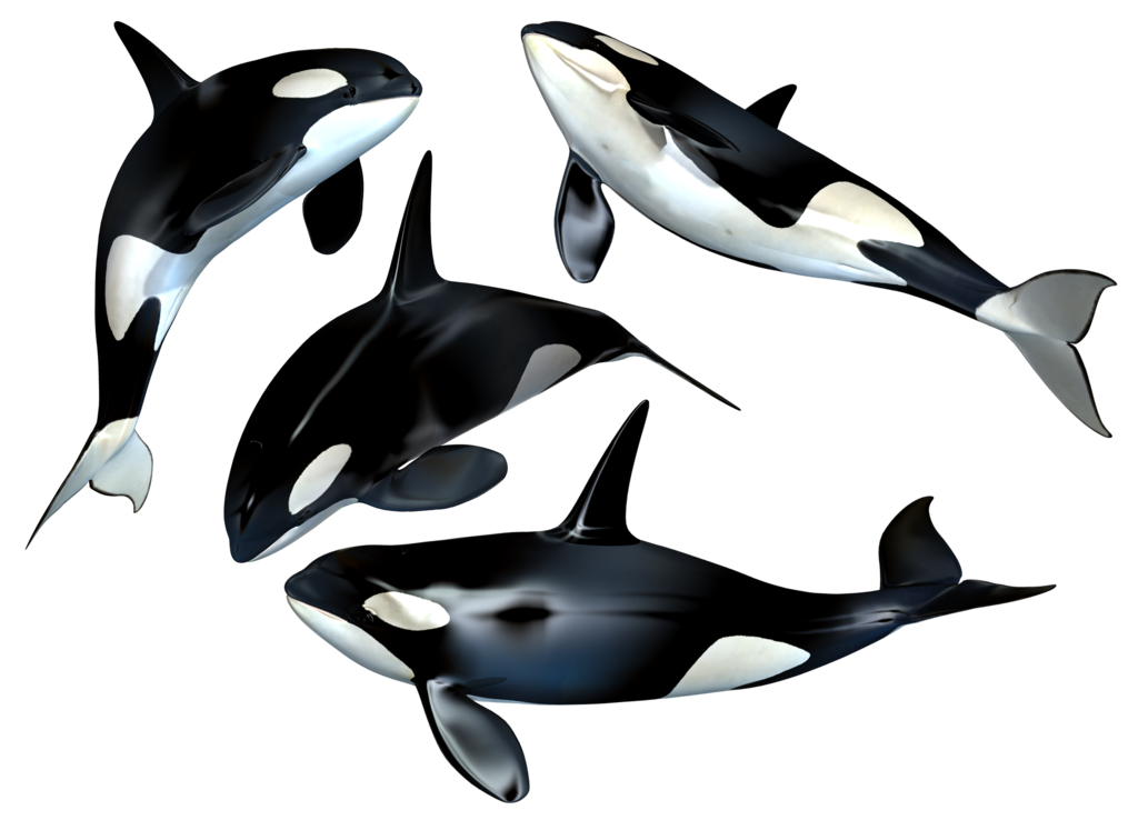 Killer Whale PNG Transparent Images | PNG All