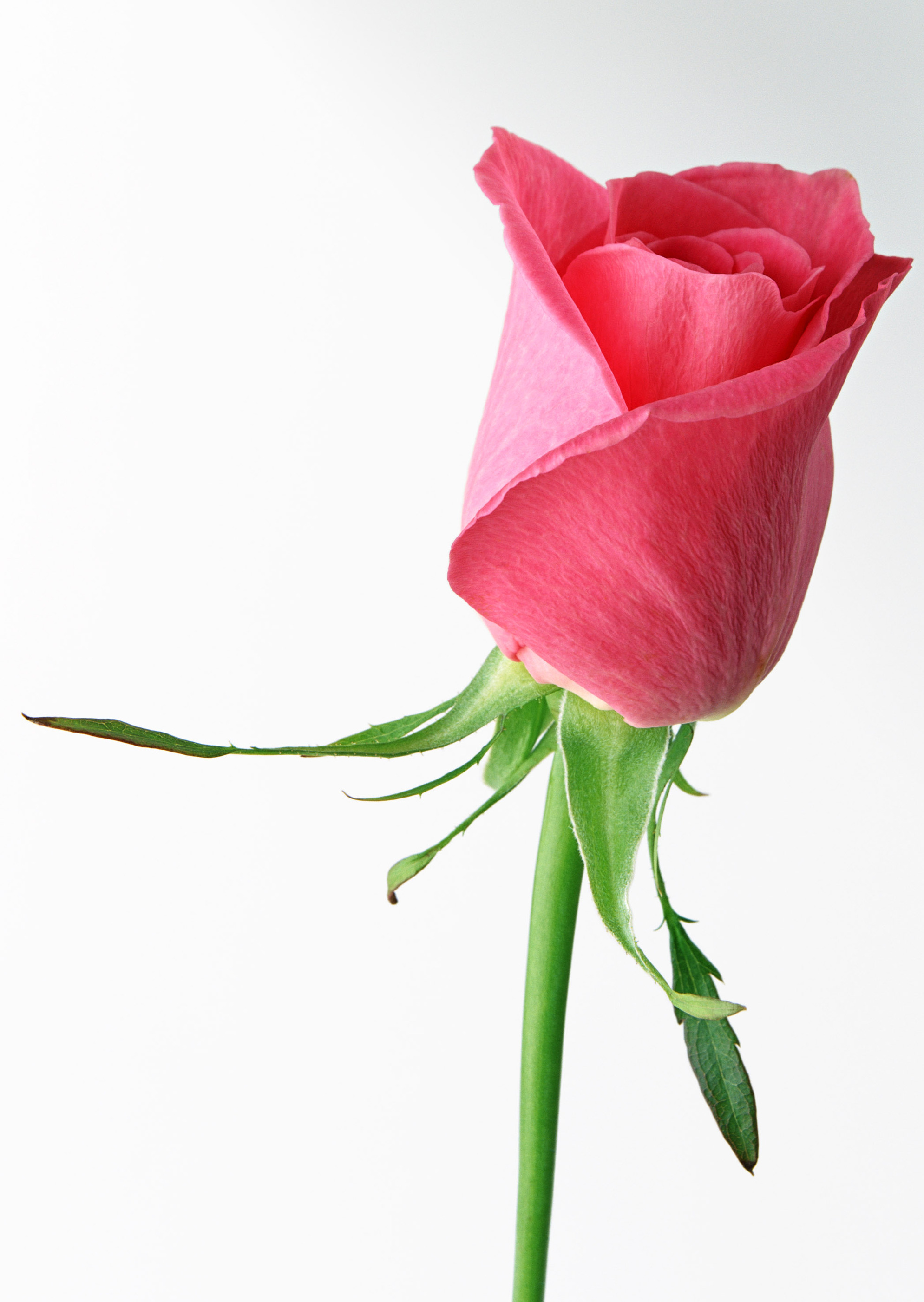 roses animated wallpapers roses animated wallpapers