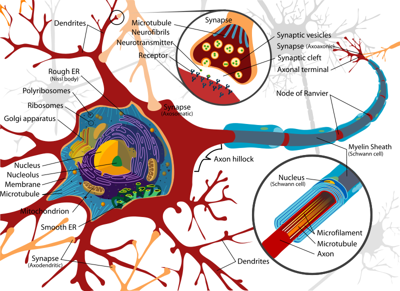 Neuron Cell Diagram - Juanribon.com