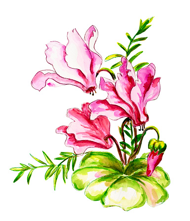 Cyclamen Flower Clip Art, Vector Images & Illustrations
