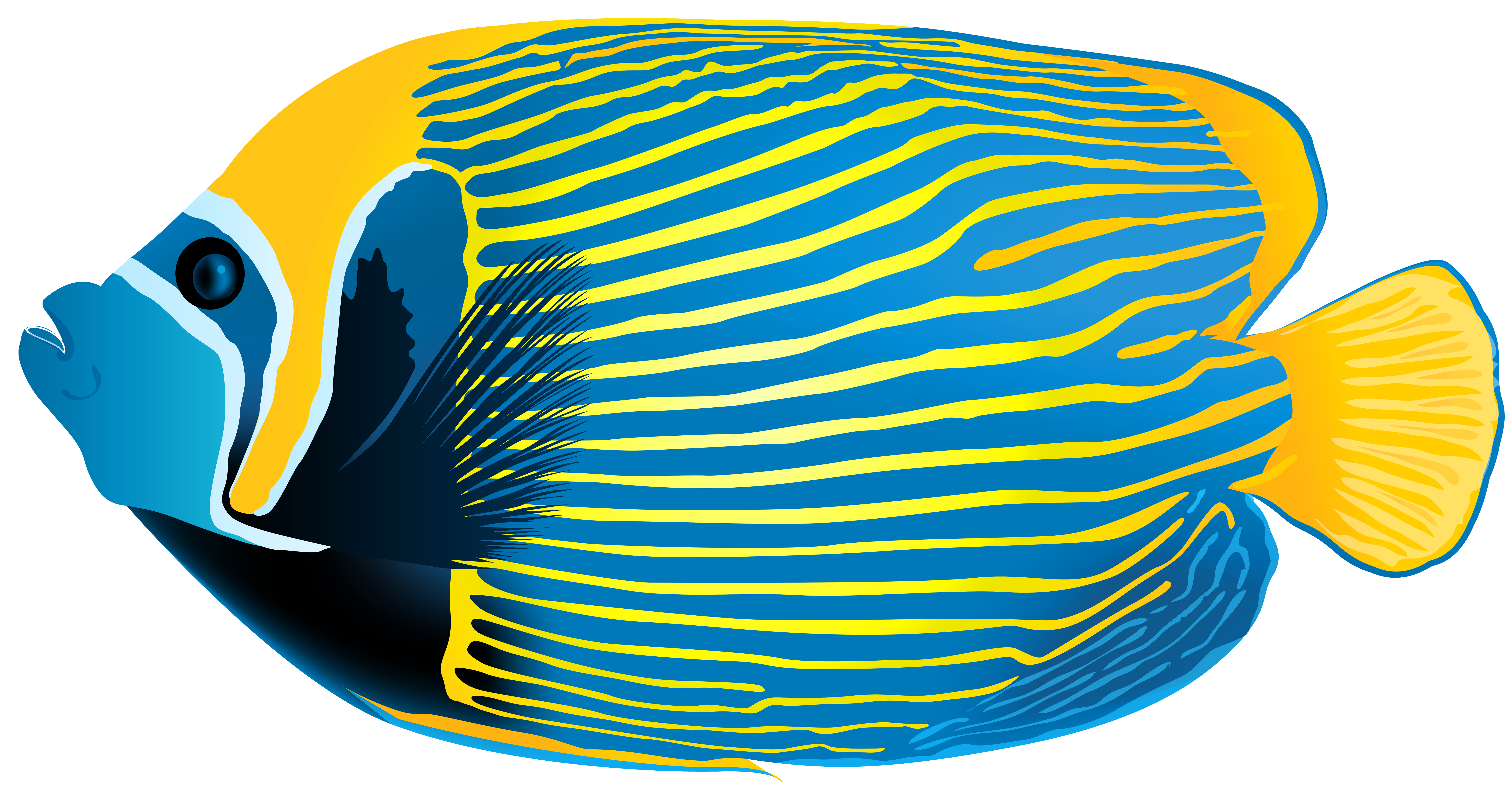 Emperor Angelfish PNG Transparent Clip Art Image