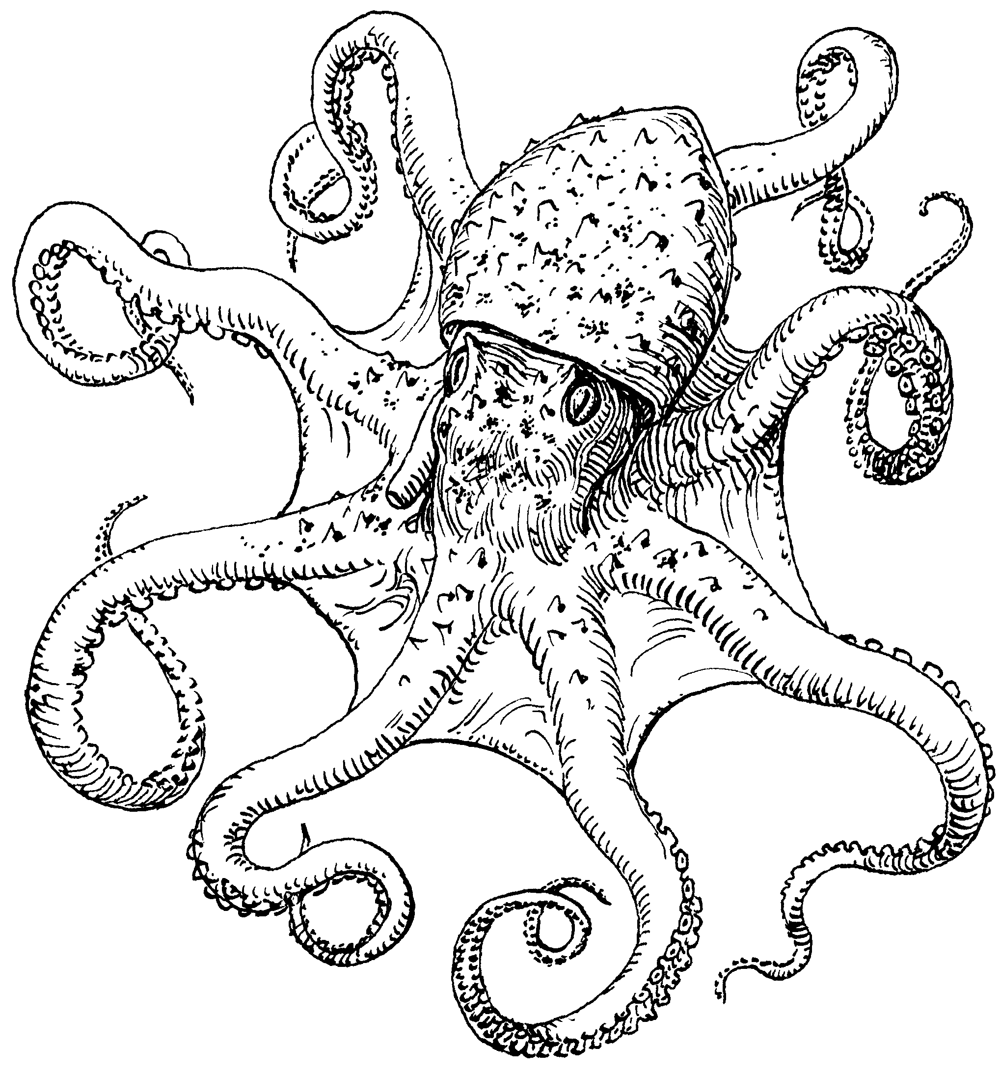 Octopus Drawing Black And White