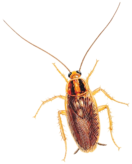 German Cockroaches - Leominster Pest Control Environment Services