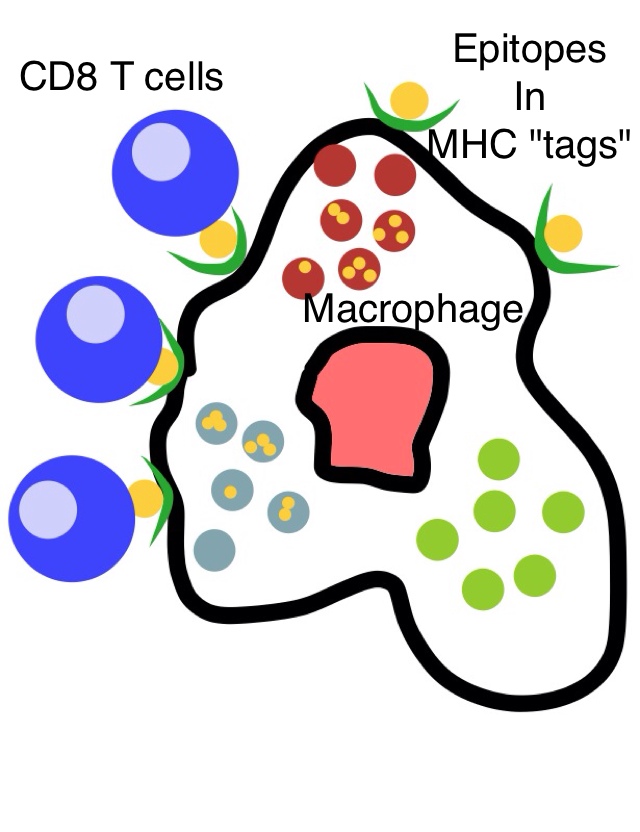 Macrophage Cartoon | Free Download Clip Art | Free Clip Art | on ...