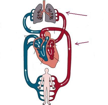 Blank Diagram Circulatory System Kids