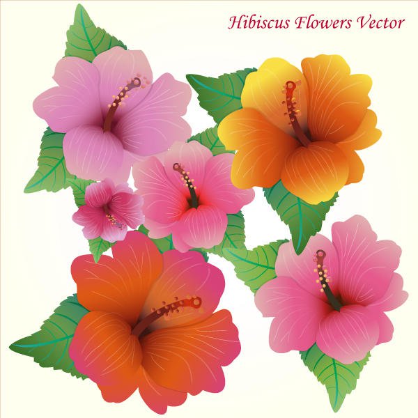 Hibiscus Vector Free Download | 123Freevectors