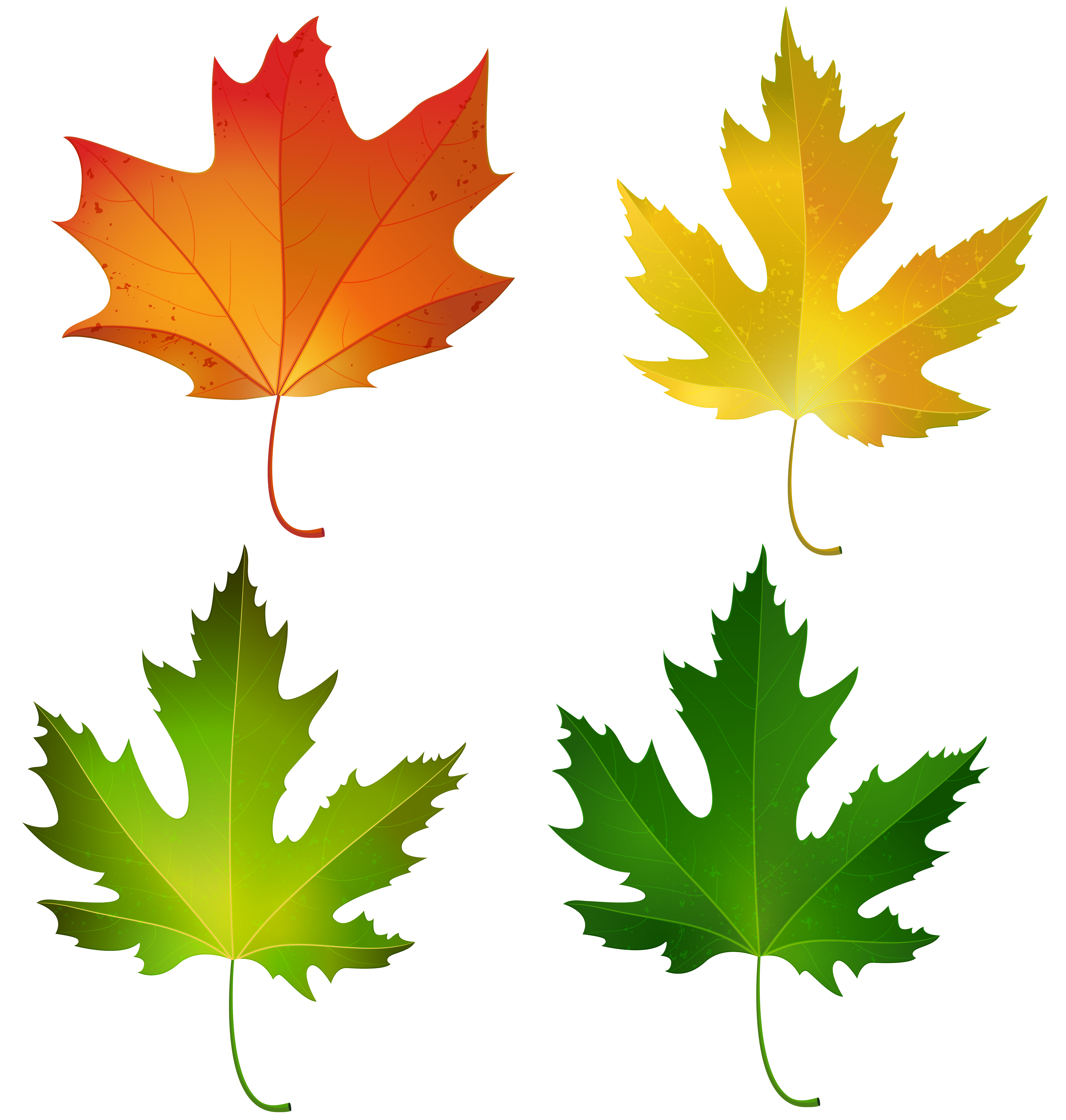 free clip art maple leaf border - photo #30