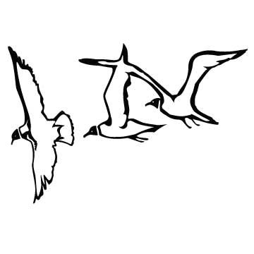 Seagull Flying Drawing 40244 | DFILES