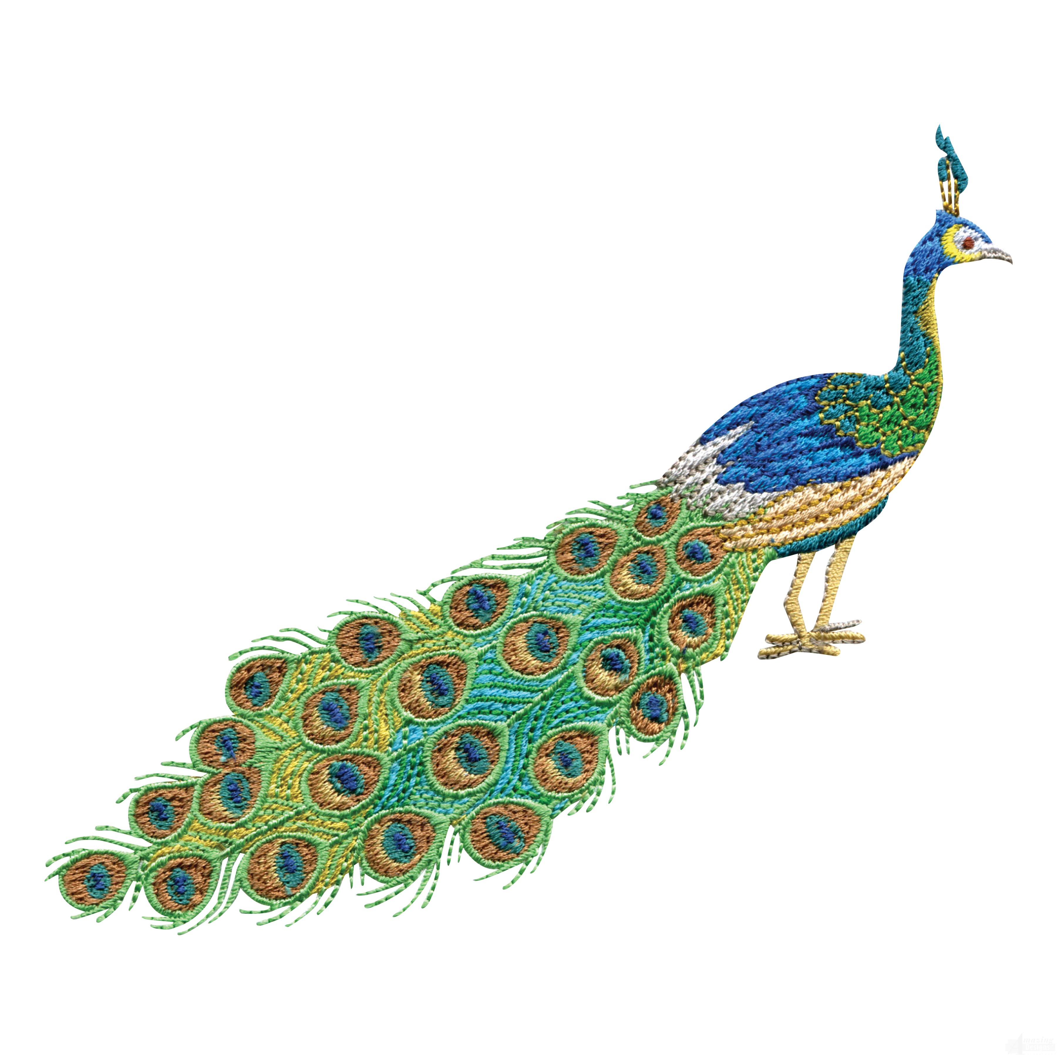 Peacock Border Designs - Free Clipart Images