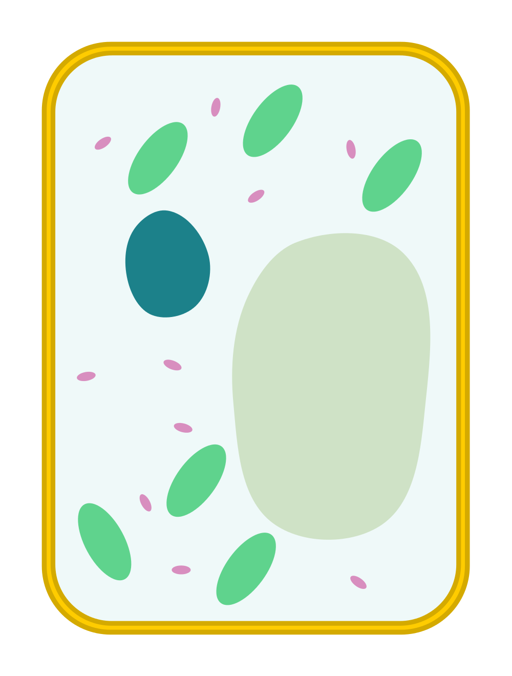 File:Simple diagram of plant cell (blank).svg
