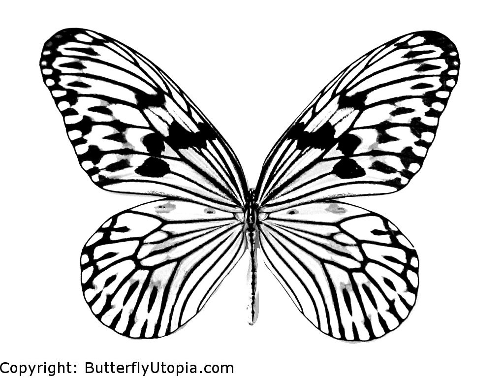 cute butterfly Colouring Pages (page 3) - ClipArt Best ...