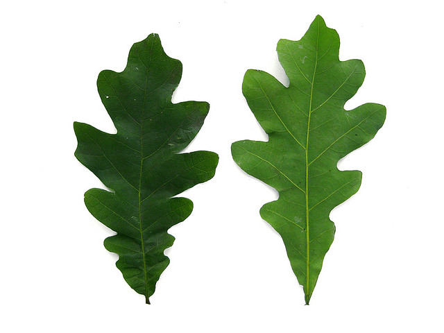 oak leaves clipart - photo #30