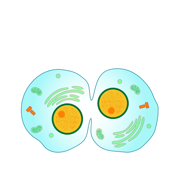 Cytokinesis clip art - vector clip art online, royalty free ...