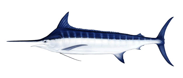 Blue Marlin Drawings - ClipArt Best