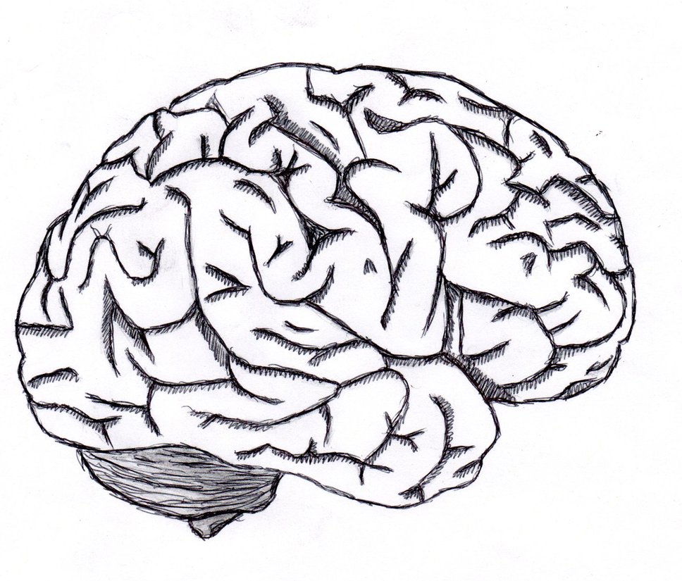Brain Sketch - ClipArt Best