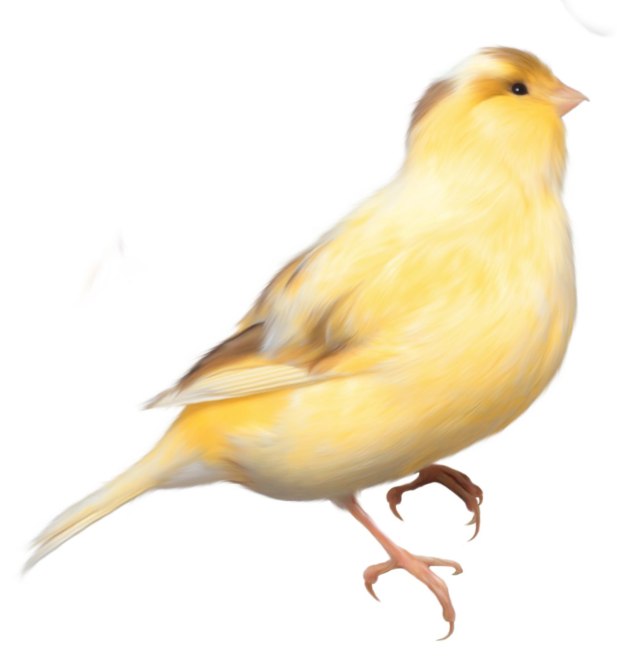 Yellow Bird PNG Clipart Picture