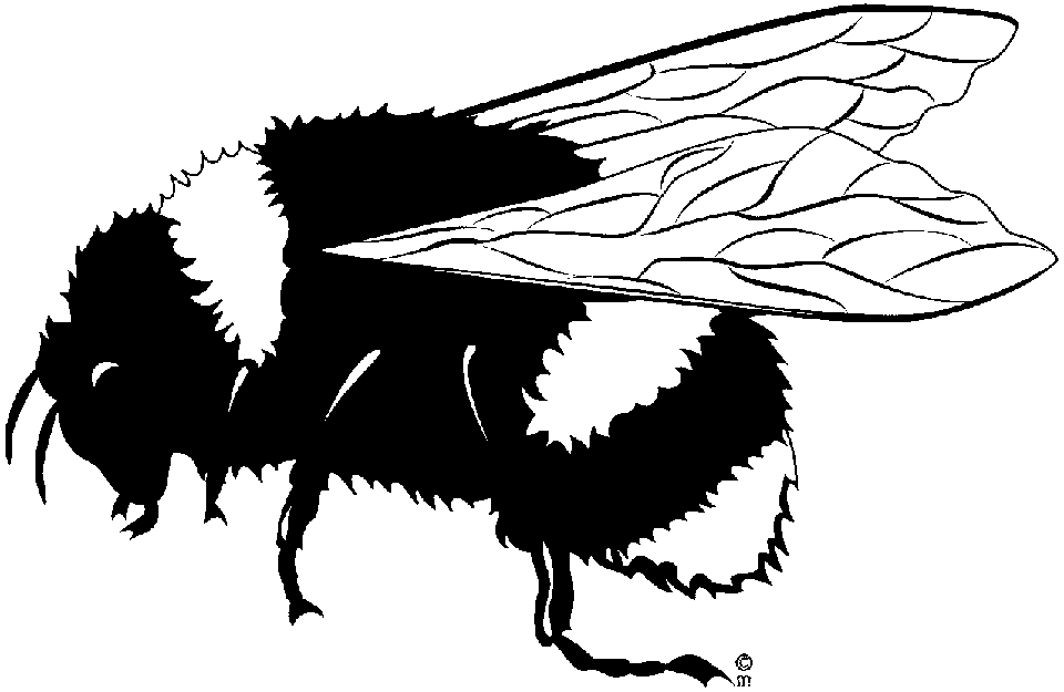 clipart bee black and white - photo #22