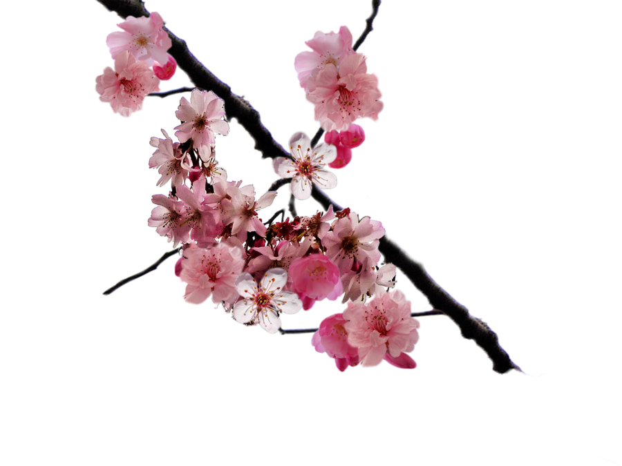 DeviantArt: More Like Cherry Blossom PNG stock by DoloresMinette